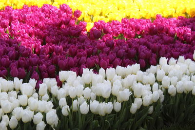 Close-up of pink tulips