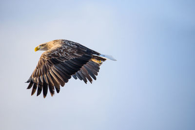 Low angle view of eagle flying against clear sky