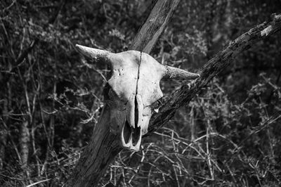 Close-up of animal skull on field