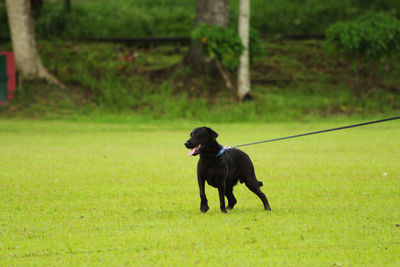 Black dog standing on field