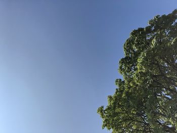 Low angle view of tree against blue sky