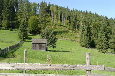 Trees on field against sky