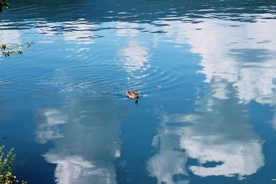 Duck swimming on lake