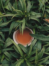 High angle view of fruit growing on plant