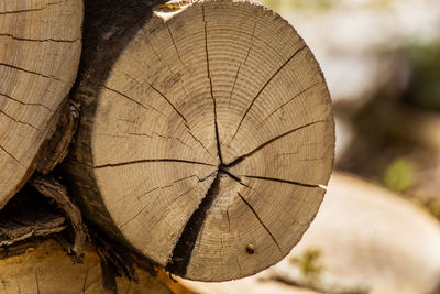 A wooden pattern of a tree trunk