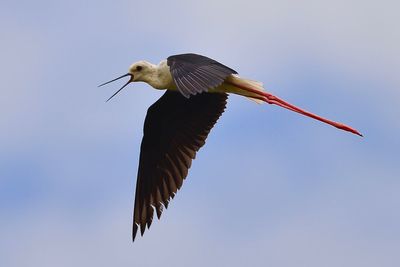 Low angle view of bird flying in sky