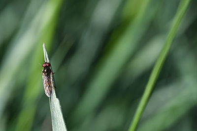 Close-up of insect