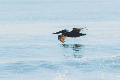 Bird flying over sea