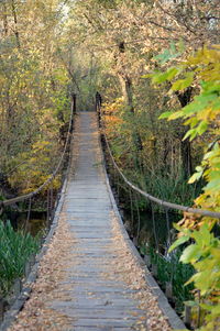Footpath amidst trees in forest