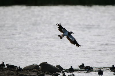 Lapwing flying past a cormarant near water