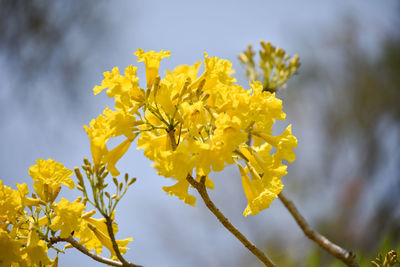 Close-up of yellow flowering plant