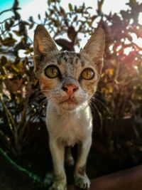 Close-up portrait of cat sitting outdoors