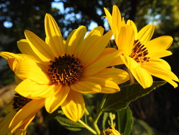 Close-up of yellow daisy flowers