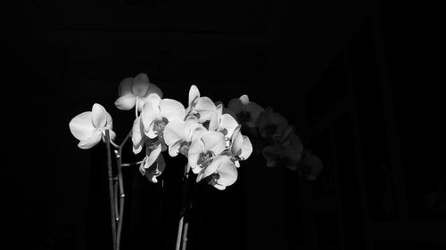 Close-up of flowering plant against black background