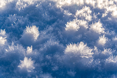 Close-up of snow on plants against sky