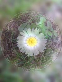 Close-up of white flower