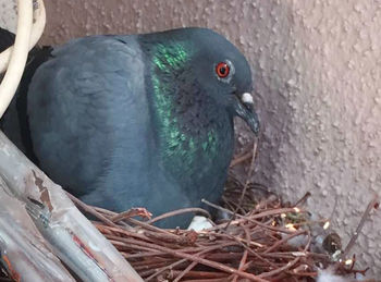 Close-up of bird perching on wood