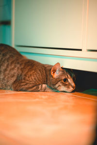 Cat resting on a home