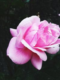 Close-up of pink flower blooming outdoors