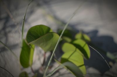 Close-up of plant