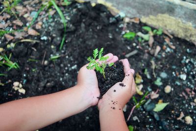 Close-up of human hands holding sapling in soil
