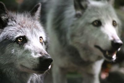 Close-up of wolves