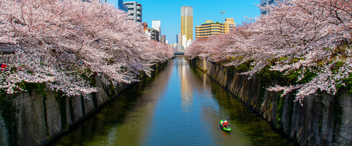 Cherry blossom by canal in city