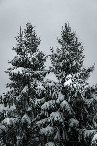 Low angle view of pine tree against sky during winter