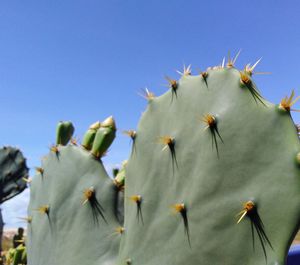 Close-up of prickly pear cactus against sky