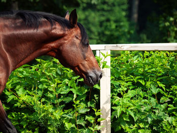 Close-up of a horse in ranch