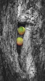 Close-up high angle view of leaf