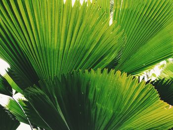 Close-up of palm tree leaves