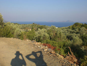 Shadow of trees on landscape against clear sky