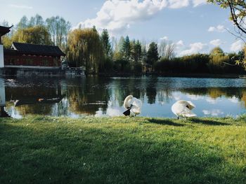 Swans in lake against sky