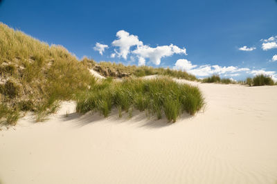 Plants growing on sand dune against sky