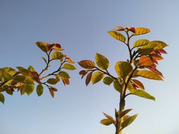 Low angle view of flowering plant against clear sky