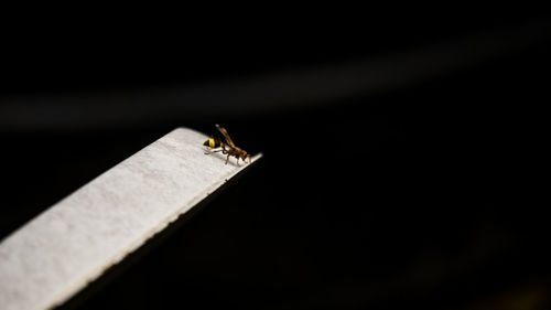 Close-up of an insect over black background