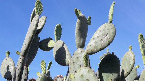 Low angle view of prickly pear cactus