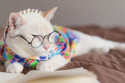 Close-up of cat lying down on bed