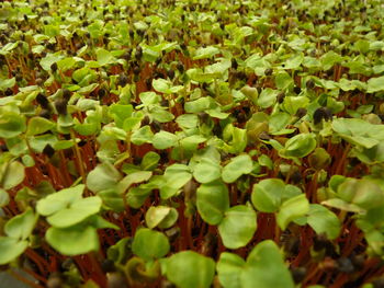 Full frame shot of green leaves