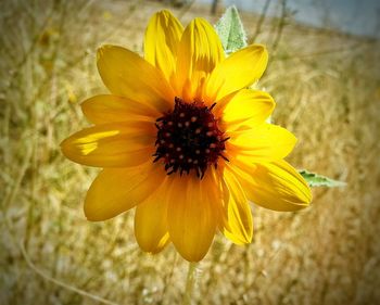 Close-up of yellow flower