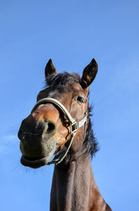 Portrait of a horse against clear blue sky