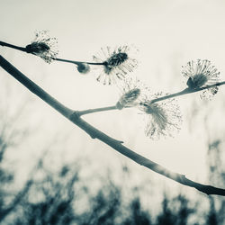 Low angle view of barbed wire against sky