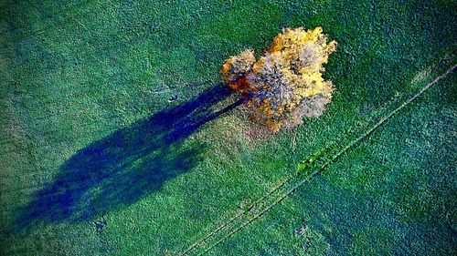 High angle view of dead insect on land