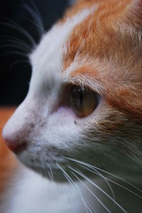 Close-up of a cat