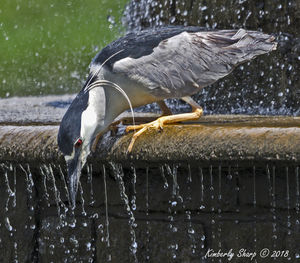 Bird perching on a lake