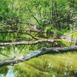 Scenic view of lake in forest