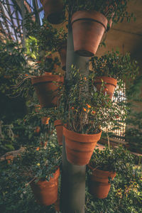 Close-up of potted plants
