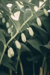 Close-up of flowering plant leaves