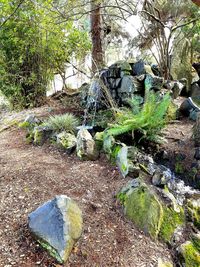 Plants growing on tree trunk